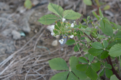 Cleome gynandra
