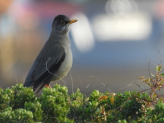 Turdus falcklandii
