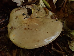 Lactarius argillaceifolius