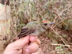 Chiroxiphia pareola