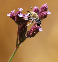 Anthophora urbana