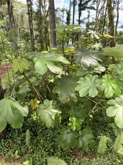 Cecropia peltata