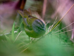 Myiothlypis conspicillata