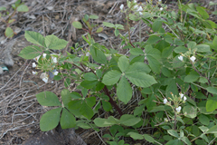 Cleome gynandra