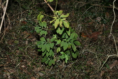 Solanum seaforthianum