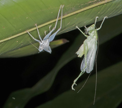 Subria
