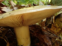 Lactarius argillaceifolius