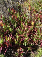 Carpobrotus chilensis