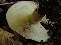 Lactarius argillaceifolius