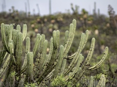 Myrtillocactus geometrizans