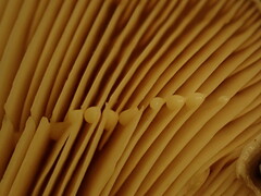 Lactarius argillaceifolius