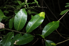 Capparis arborea