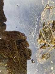 Calliarthron tuberculosum