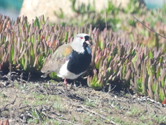 Vanellus chilensis