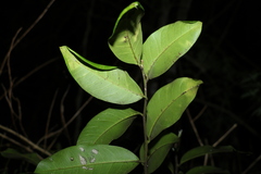 Capparis arborea
