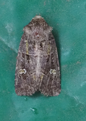Lacinipolia