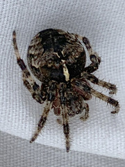 Araneus saevus