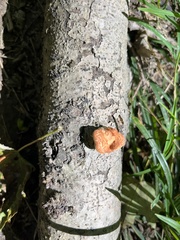 Trametes cinnabarina
