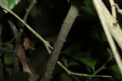 Capparis arborea