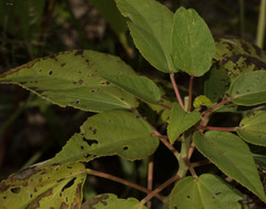 Hibiscus lasiocarpos