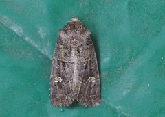 Lacinipolia