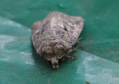 Lacinipolia