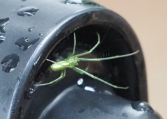 Tetragnatha viridis