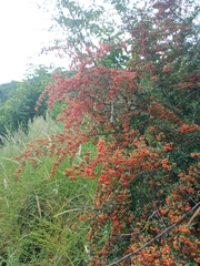 Pyracantha fortuneana