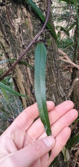 Parsonsia brownii