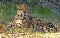 Panthera onca
