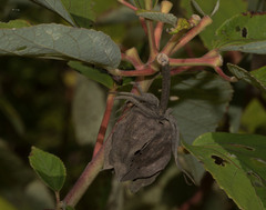 Hibiscus lasiocarpos