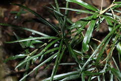 Atractocarpus chartaceus