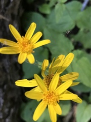 Arnica latifolia