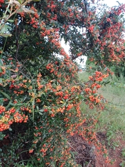 Pyracantha fortuneana