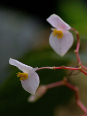 Begonia cryptocarpa