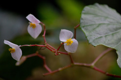 Begonia cryptocarpa