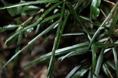 Atractocarpus chartaceus