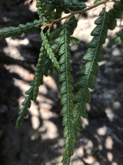 Comptonia peregrina