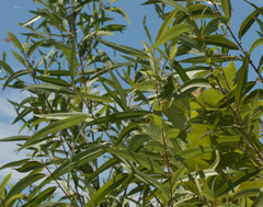 Salix nigra