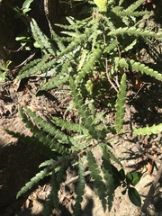 Comptonia peregrina