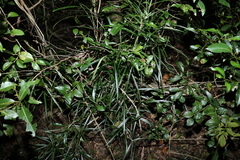 Atractocarpus chartaceus