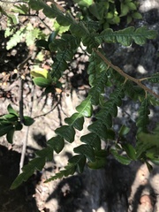 Comptonia peregrina