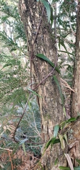 Parsonsia brownii