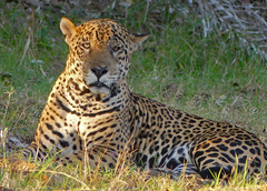 Panthera onca
