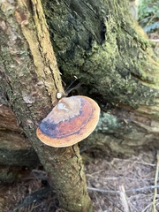 Fomitopsis pinicola