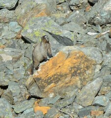 Marmota caligata