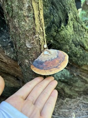 Fomitopsis pinicola