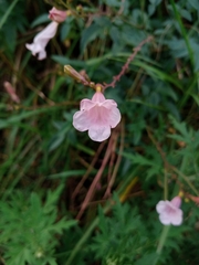 Incarvillea diffusa