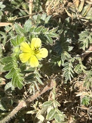Tribulus terrestris