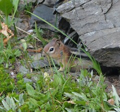 Callospermophilus lateralis